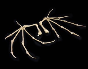 Akcesoria Mythic Legions All Stars 6 Skrzydła Kości