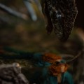 statua-iron-studios-jurassic-world-dominion-therizinosaurus