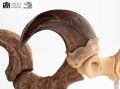 figurka-elite-creature-velociraptor-szpony-jurassic-park