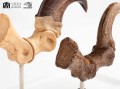 figurka-elite-creature-velociraptor-szpony-jurassic-park