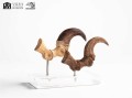 figurka-elite-creature-velociraptor-szpony-jurassic-park