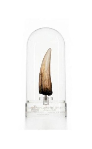 replika-jurassic-park-iii-zab-spinosaurus-ecc