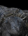Lord of the Rings Mini Statuetka Cave Troll Figurka Weta Workshop 16 cm