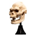 Weta Workshop Figurka Lord of the Rings Mini Statuetka Skull of Lurtz 14 cm