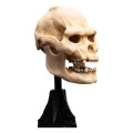 Figurka Lord of the Rings Mini Statuetka Skull of Lurtz Weta Workshop 14 cm