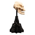 Figurka Weta Workshop Lord of the Rings Mini Statuetka Skull of Lurtz 14 cm