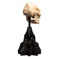 Weta Workshop Figurka Lord of the Rings Mini Statuetka Skull of Lurtz 14 cm