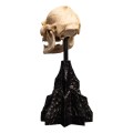 Lord of the Rings Mini Statuetka Skull of Lurtz Figurka Weta Workshop 14 cm
