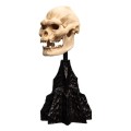 Figurka Weta Workshop Lord of the Rings Mini Statuetka Skull of Lurtz 14 cm