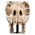 Weta Workshop Figurka Lord of the Rings Mini Statuetka Skull of a Fell Beast 21 cm