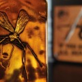 Jurassic Park Ingot Mosquito in Amber Limited Edition FaNaTtik
