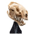 Figurka Mini Warg Skull Weta Workshop 20 cm